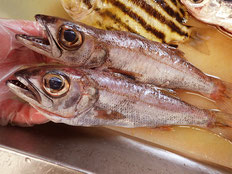 黒むつ　五島列島の魚　未利用魚