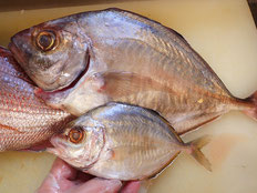 カイワリ　五島列島の魚　未利用魚