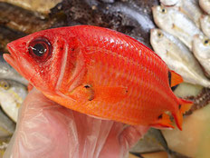 スミツキカノコ　五島列島の魚　未利用魚