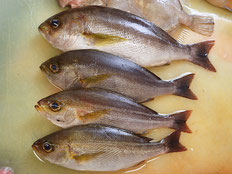 イサキ　五島列島の魚　未利用魚