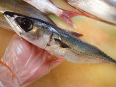 ゴマサバ　五島列島の魚　未利用魚