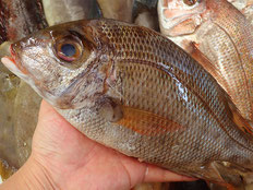 メイチダイ　土佐清水の魚　未利用魚