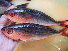タカサゴ　五島列島の魚　未利用魚