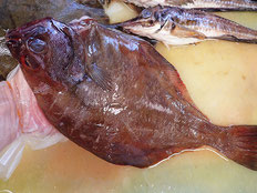 アカガレイ　五島列島の魚　未利用魚