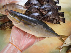ツムブリ　五島列島の魚　未利用魚
