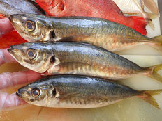 マアジ　五島列島の魚　未利用魚