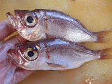 シロムツ　五島列島の魚　未利用魚