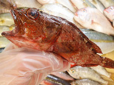 ウッカリカサゴ　五島列島の魚　未利用魚