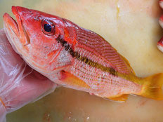 ヨコスジフエダイ　五島列島の魚　未利用魚