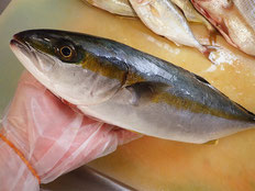 ヒラマサ　五島列島の魚　未利用魚