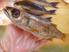 クロムツ　五島列島の魚　未利用魚