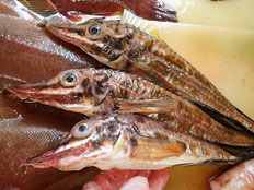 ハッカク　トクビレ　五島列島の魚　未利用魚
