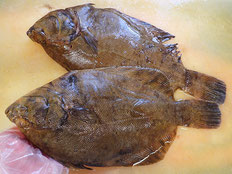マツカワガレイ　五島列島の魚　未利用魚