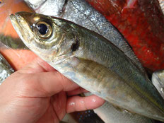 マアジ　土佐清水の魚　未利用魚