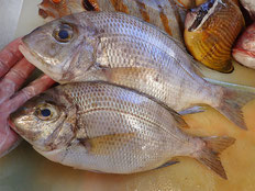 メイチダイ　五島列島の魚　未利用魚