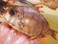 メイチダイ　五島列島の魚　未利用魚
