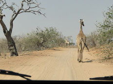 We had to watch out not to collide with giraffes