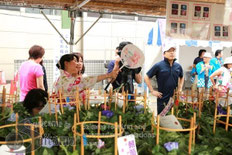 人形のまち岩槻 朝顔市