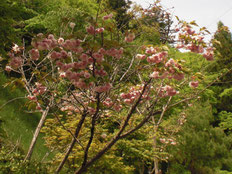 新緑の中に八重桜が間もなく満開かな!