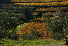 France, Provence, oliviers, vignes champ, restanques, cultures terrasses, arbres