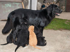 mijn lieve mama met haar hele kroost my beautifull mom with my brothers and sisters