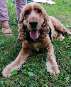 cockerspaniel