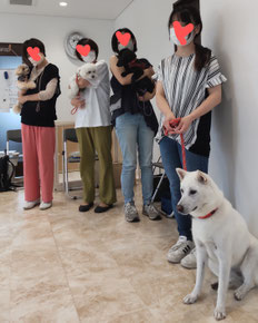 いろんな犬種が一緒に学んでます