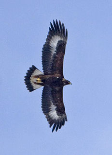 L'aigle dans la Bible. L'aigle est associé à des qualités comme le courage, l'endurance, la perspicacité. L'aigle est l'une des 4 créatures vivantes dans le livre d'Ezéchiel et dans le livre de l'Apocalypse.