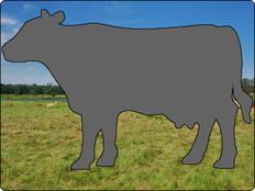 Rinder-Shop Status | Rind 78