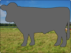Rinder-Shop Status | Rind 68