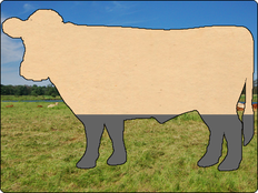 Rinder-Shop Status | Rind 79