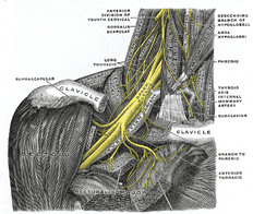 brachial plexus of the arm