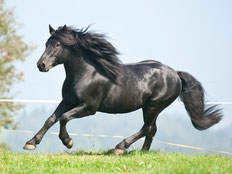 http://commons.wikimedia.org/wiki/File:Icelandic_Pony_Hill.jpg, Autor: Thomas Quine