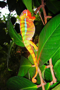 Ein in allen Regenbogenfarben schillerndes Chamäleon leuchtet zwischen großen exotischen Blättern