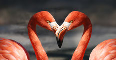 Foto: Pixabay