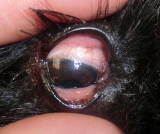 Karunkeltrichiasis am rechten Auge vor der Operation (Bild oben) sowie rechter Augenwinkel nach der Operation (Bild unten)