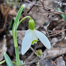 Galanthus nivalis