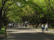 駒沢公園でスロージョギングをしませんか