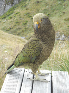 Kéa, Routeburn track (photo Ugo)