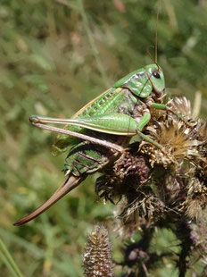 Dectique verrucivore, Pyrénées (photo ugo)