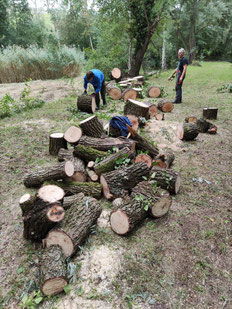 Holzstämme