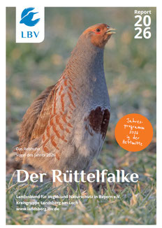 Der Rüttelfalke - Report 2026