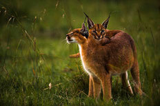Kenya - Caracal