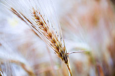 Farro bio