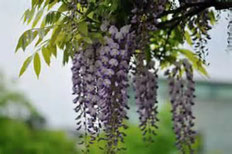 上鷺宮区民センターの花だより