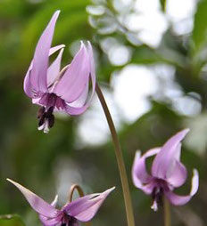 上鷺宮区民センターの花だより