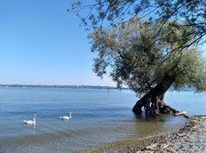 Schwanenpaar und Baummagie am Bodensee