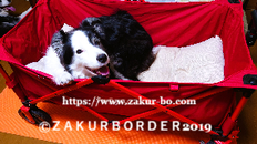 ＺＡＫＵＲＢＯＲＤＥＲ（サクールボーダー）のブログボーダーコリーＭ＆Ｅ２０２５１０１５使用画像３