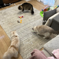 ソラくんのお留守番／ペットシッターわんにゃふる／府中市