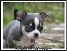 Chihuahua bleu poils courts - Elevage des Petits Aztèques